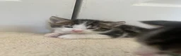 Mixed Breed cats for sale: Tri colour kittens - Advert 5