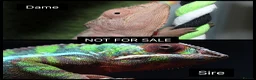 Chameleon reptiles for sale: Male and Female baby Ambilobe Panther Chameleons  in Trowbridge - Advert 2