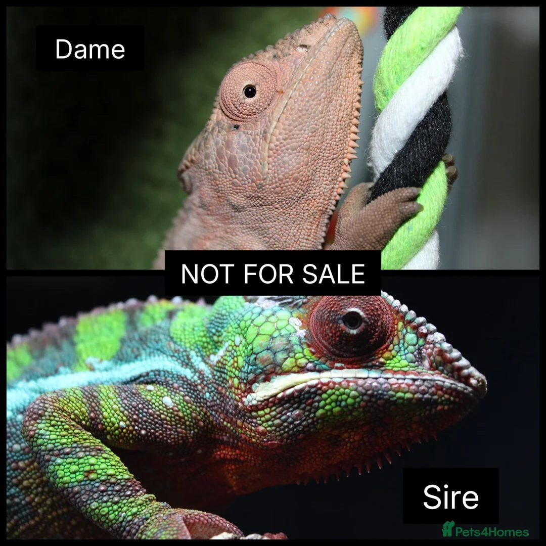 Chameleon reptiles for sale: Male and Female baby Ambilobe Panther Chameleons  in Trowbridge - Advert 2
