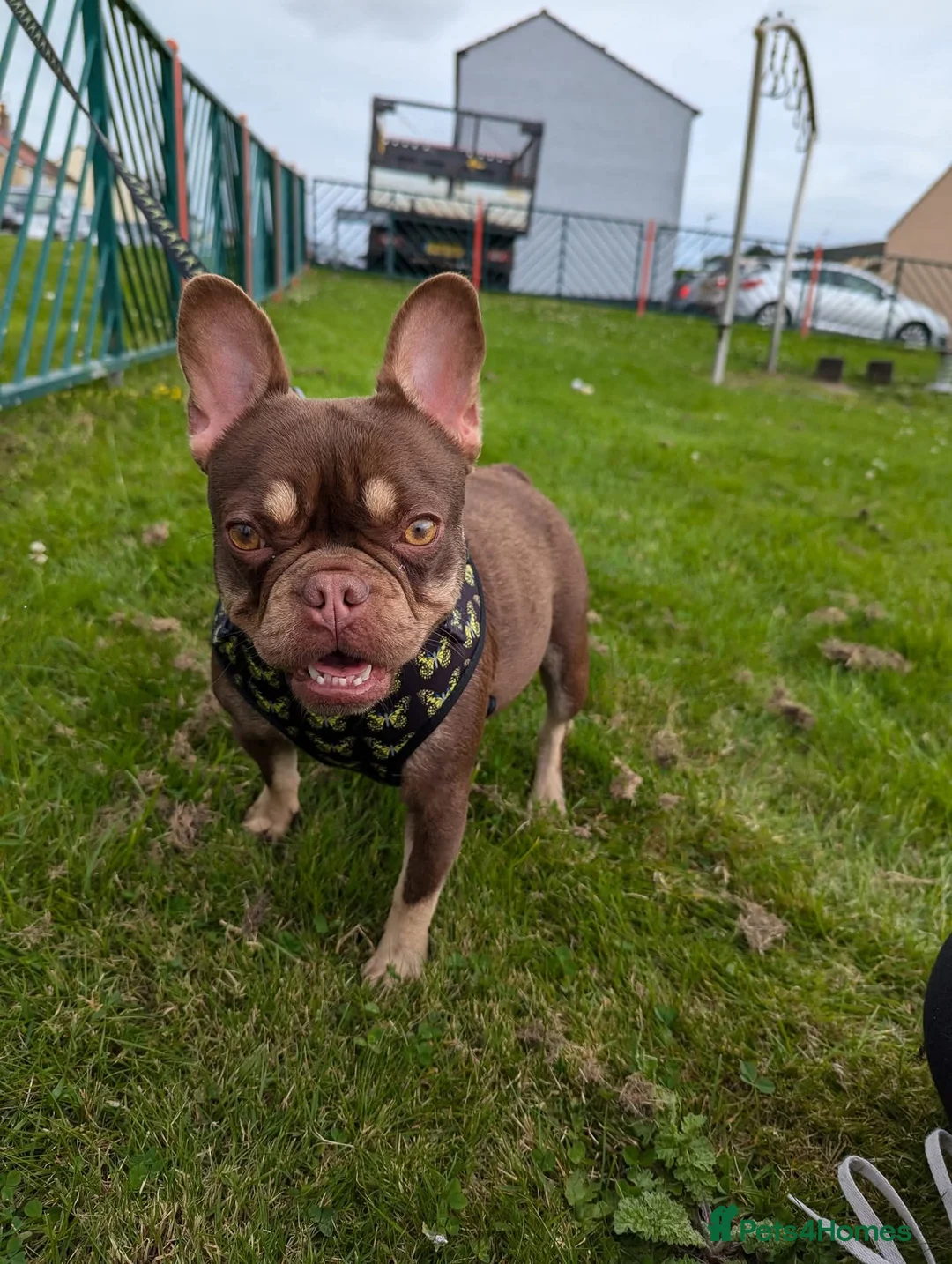 French Bulldog dogs for sale: Chocolate rojo french bulldog bitch for rehoming - Advert 3