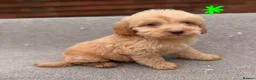 Cockapoo dogs for sale: 6 F1B COCKAPOO PUPPIES in Ashford - Advert 2
