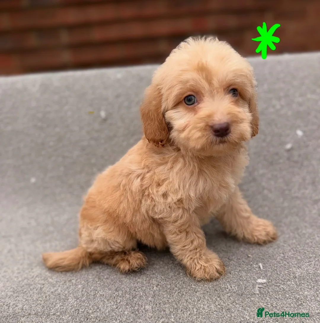 Cockapoo dogs for sale: 6 F1B COCKAPOO PUPPIES in Ashford - Advert 2