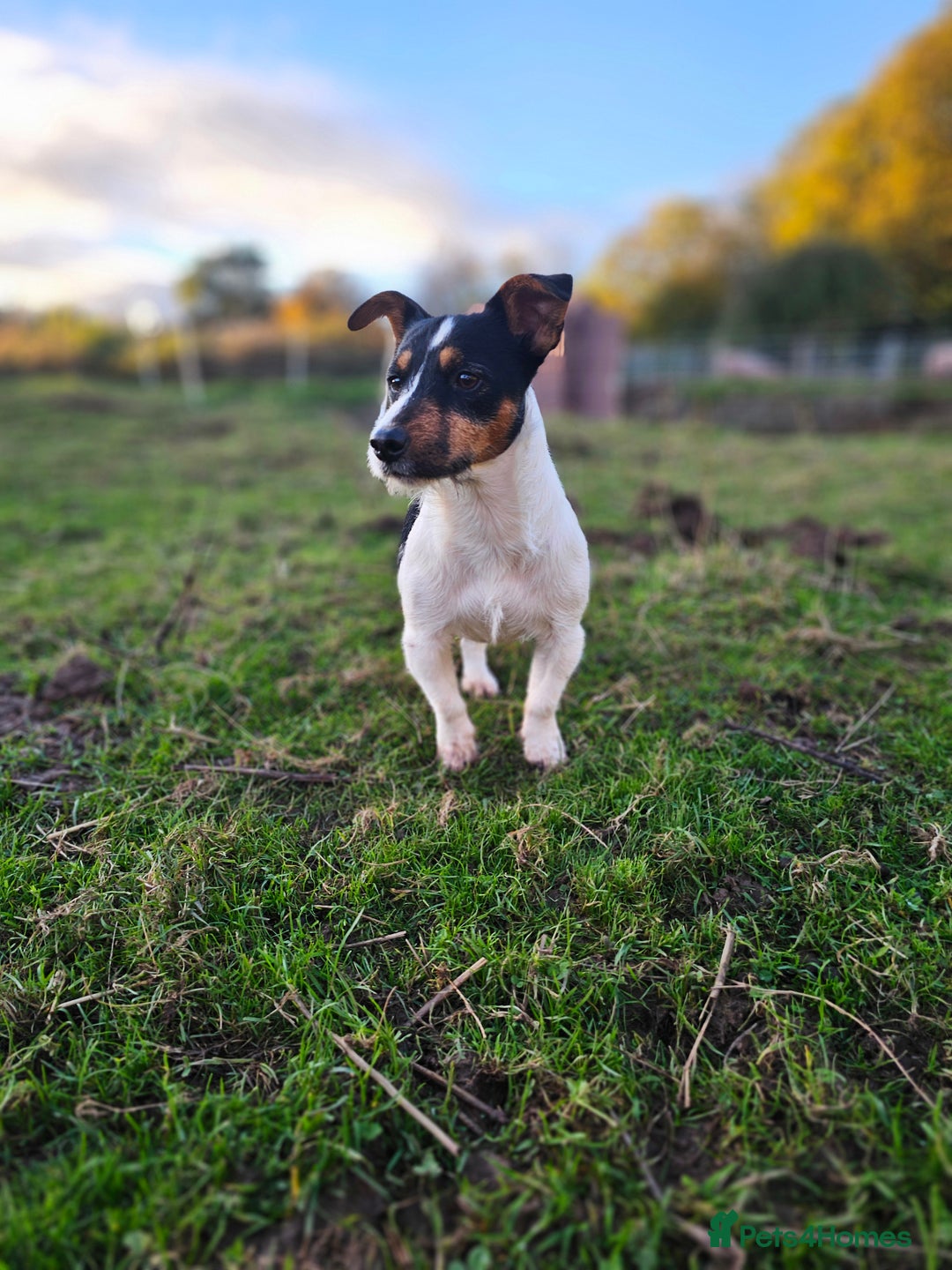 Jack Russell dogs for stud: Jack Russel for Stud  - Image 3