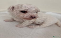 Bichon Frise dogs for sale: Pure Bichon frise for sale in Bromsgrove  in Bromsgrove - Image 4