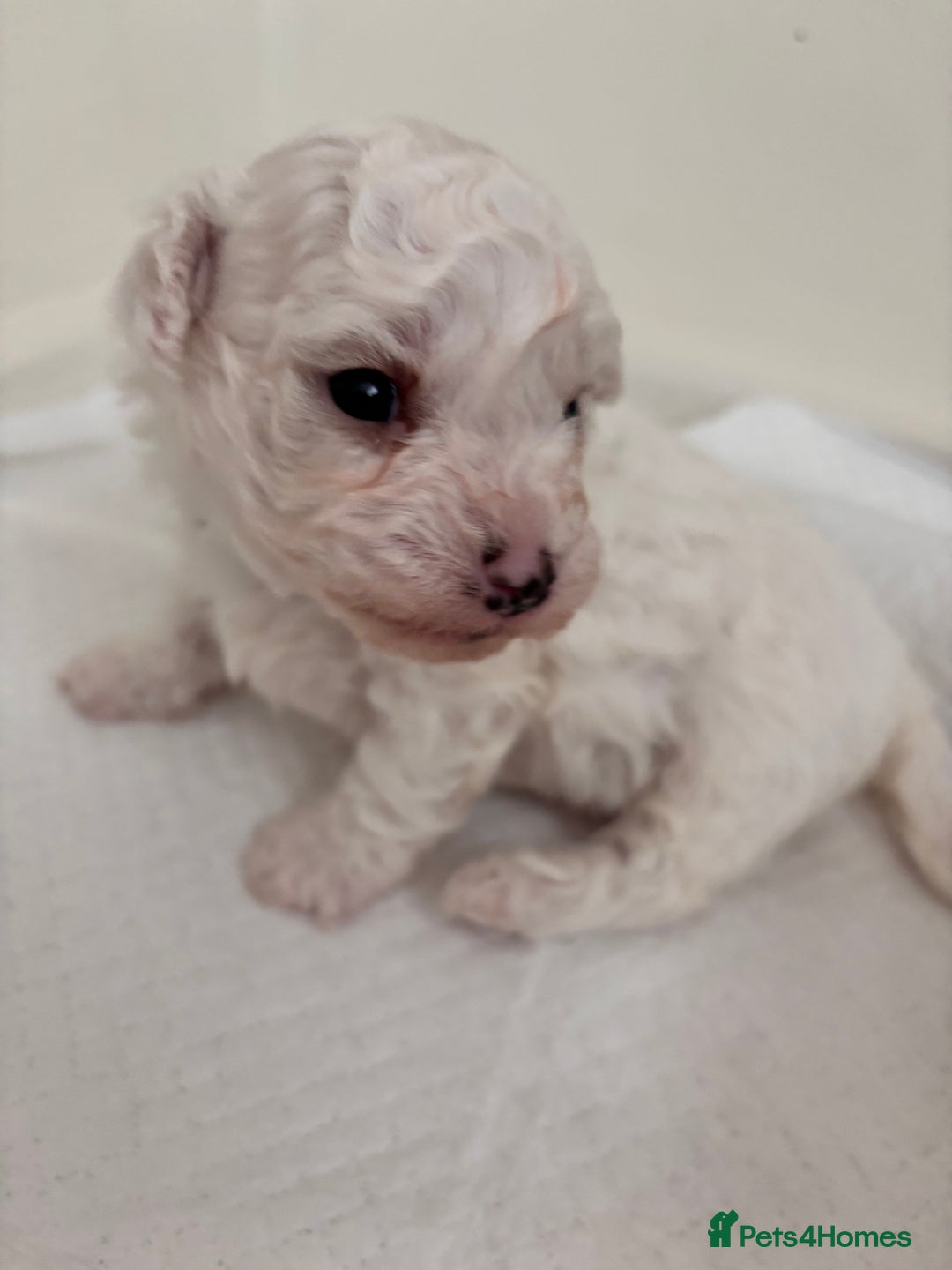 Bichon Frise dogs for sale: Pure Bichon frise for sale in Bromsgrove  in Bromsgrove - Image 4