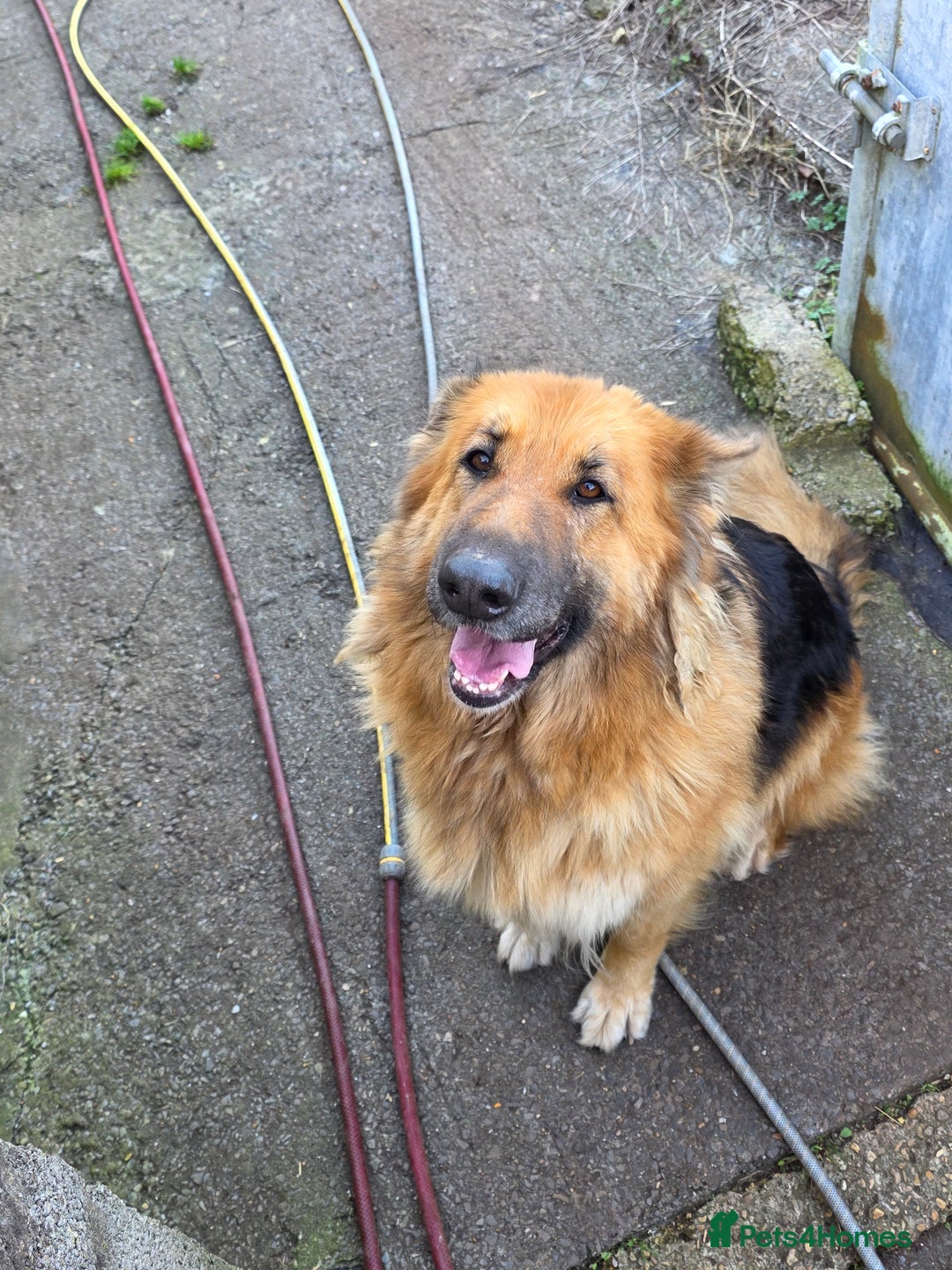 German Shepherd dogs for sale: German shepherd bitch  - Advert 7