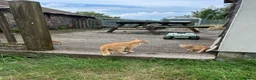 Mixed Breed cats for sale: Ginger Kittens for sale! Ready now!  - Advert 6