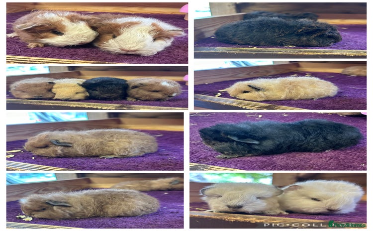 Guinea Pig rodents - Advert 4