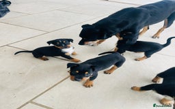 Rottweiler dogs for sale: 5 beautiful Rottweiler X puppies  - Image 10