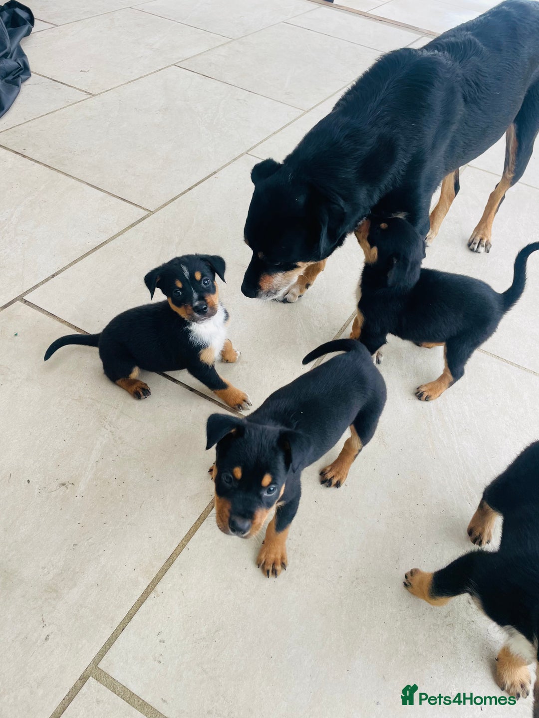 Rottweiler dogs for sale: 5 beautiful Rottweiler X puppies  - Image 10