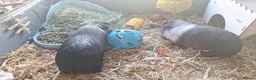 Guinea Pig rodents for sale: Boy Guinea Pigs - Advert 9