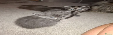 Silver tabby 
