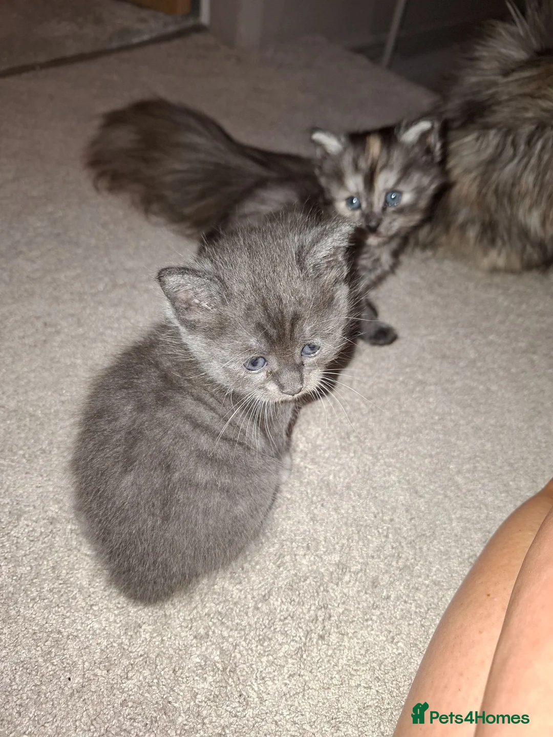 Mixed Breed cats for sale: Mainecoone X 3/4 ragdoll  - Advert 2