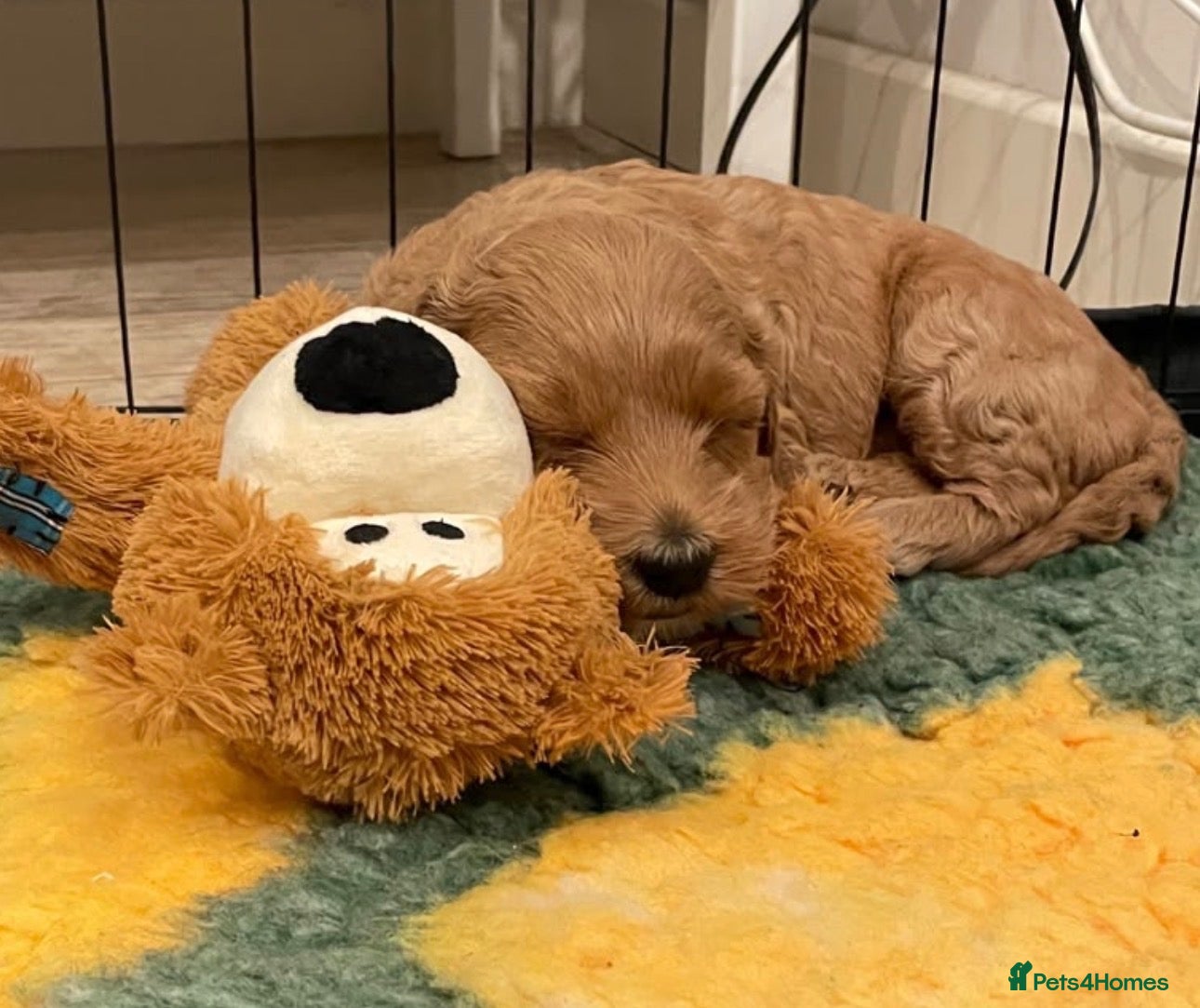 Mixed Breed dogs Double Doodle Puppies – Boy & Girl - Advert 2
