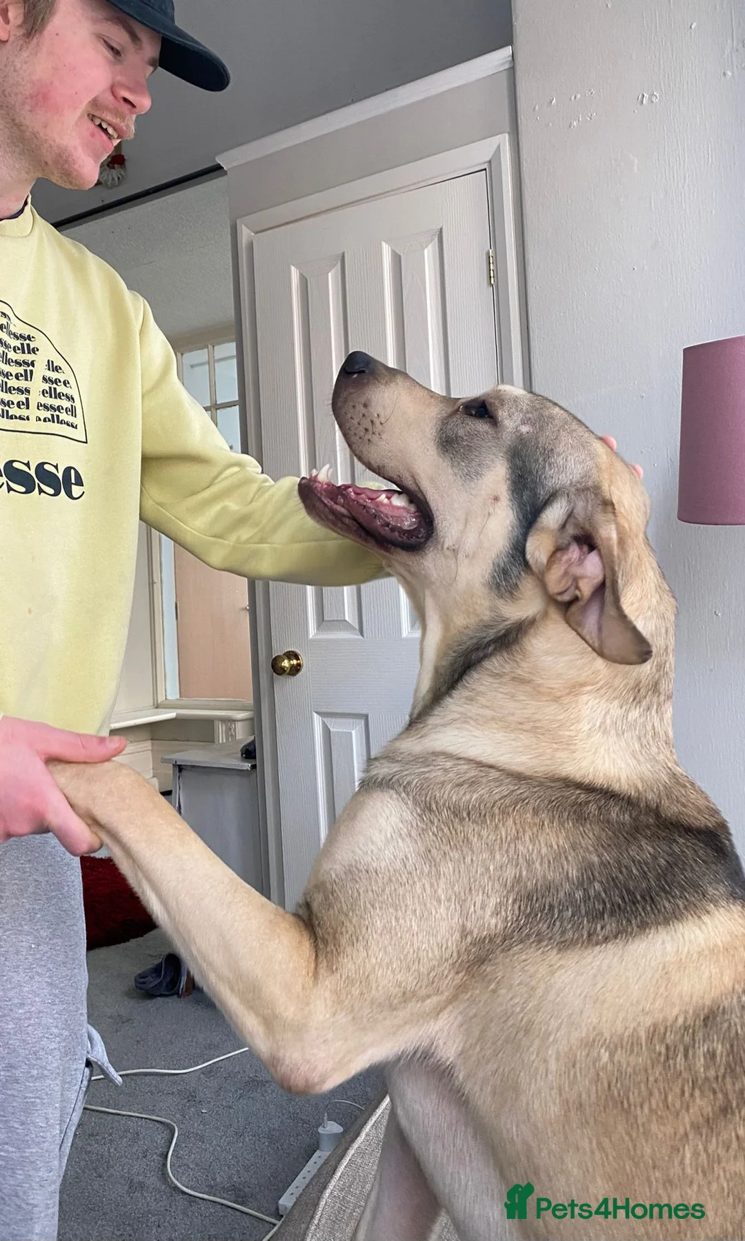 Sheprador dogs for sale: Urgent Re home for Rory in Scarborough - Advert 1