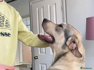 Sheprador dogs Urgent Re home for Rory in Scarborough - Advert 1