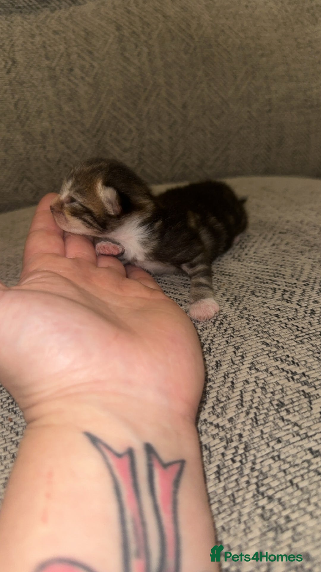 Mixed Breed cats for sale: 4 beautiful kittens  - Advert 7