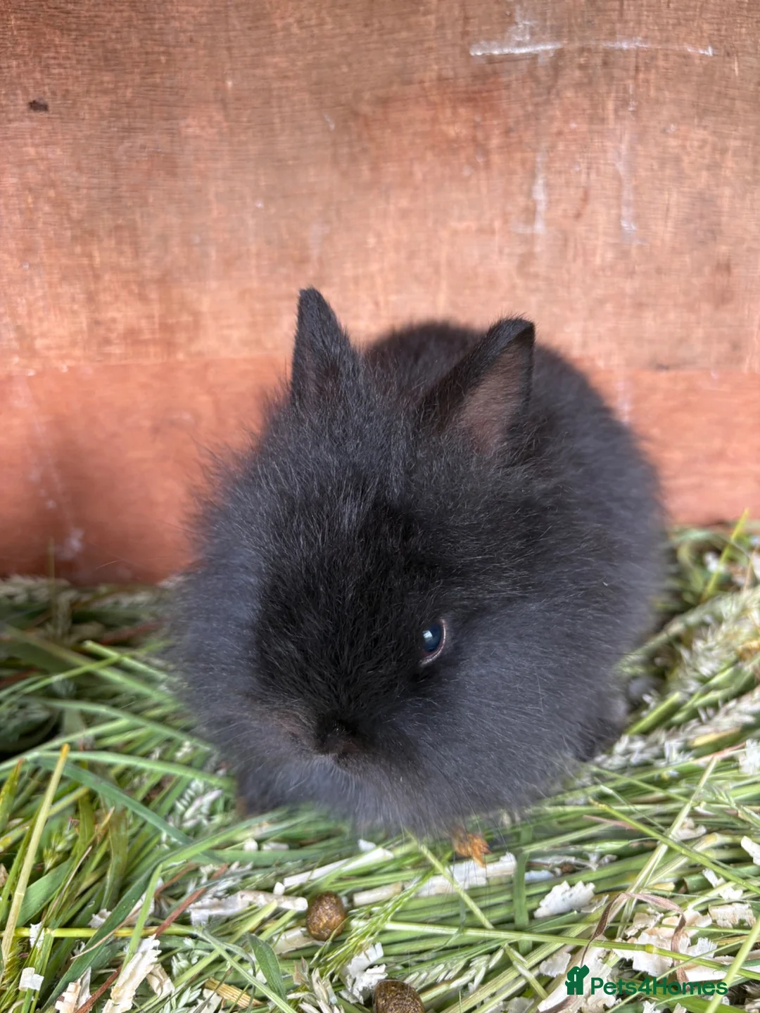 Lionhead rabbits for sale: Lionhead girls  - Advert 2