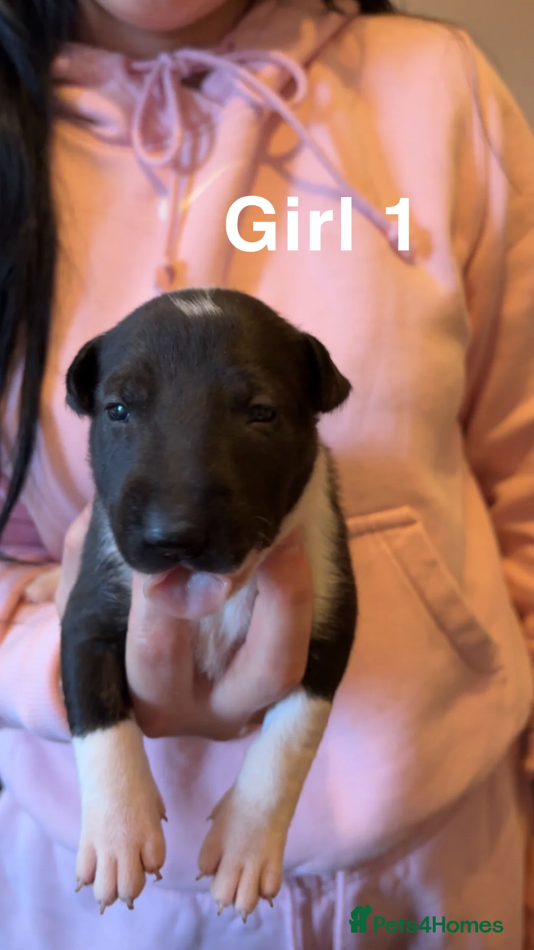 English Bull Terrier dogs for sale: KC registered English Bull Terrier Puppies - Advert 2