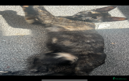 Domestic Shorthair cats for sale: Female cat - Image 5