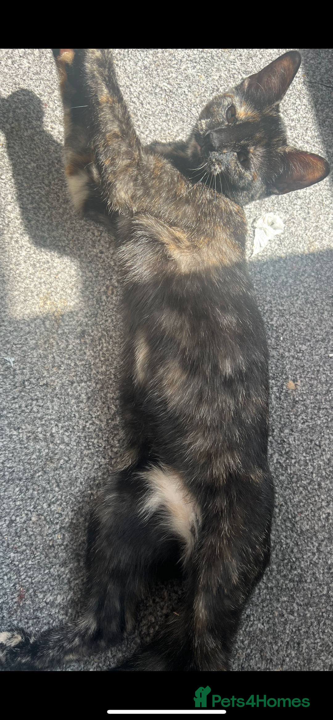 Domestic Shorthair cats for sale: Female cat - Image 5