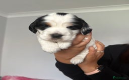 Cocker Spaniel dogs for sale: ✨Ready Now✨KC Reg Show Cocker Spaniel - Image 8