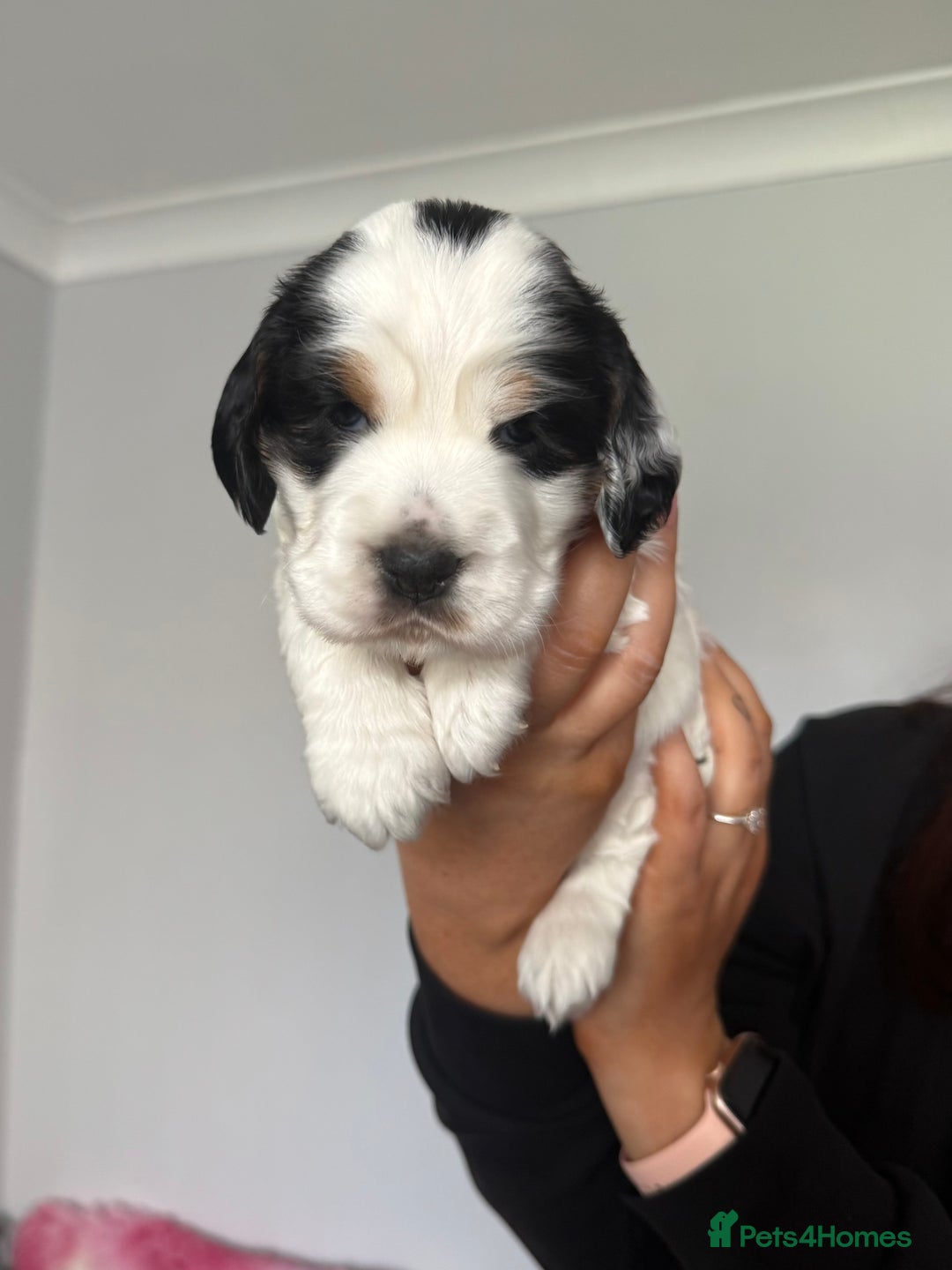 Cocker Spaniel dogs for sale: ✨Ready Now✨KC Reg Show Cocker Spaniel - Image 8