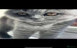 British Shorthair cats for sale: 5  BSH kittens - Image 11