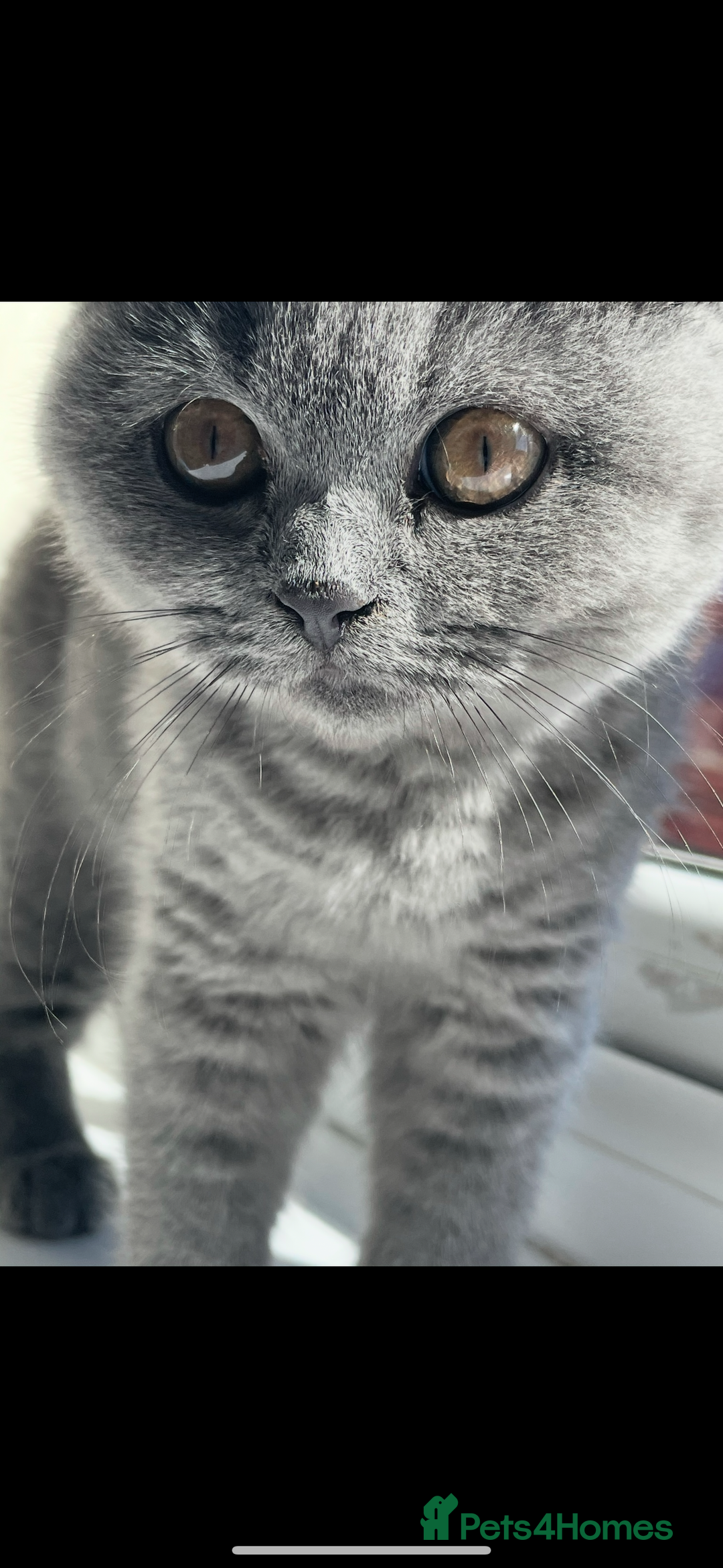 British Shorthair cats for sale: 5  BSH kittens - Image 11