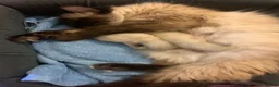 Ragdoll cats for sale: Ragdoll kittens  - Advert 5