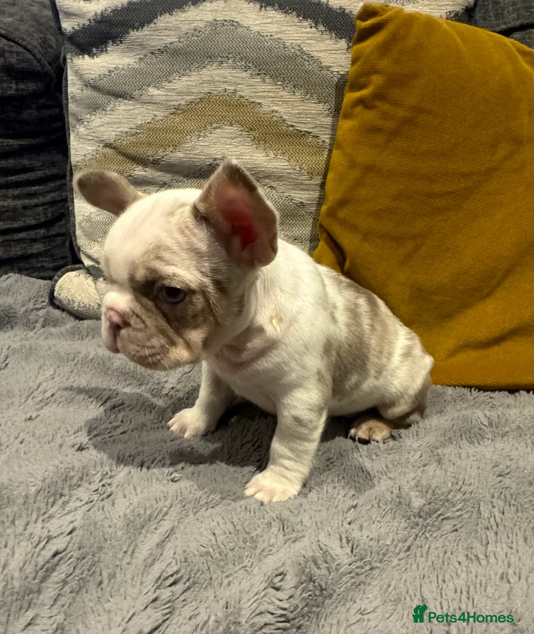 French Bulldog dogs for sale: High quality French bulldogs puppies  - Advert 15