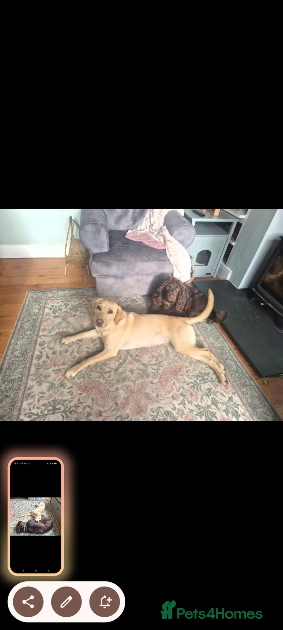 Labrador Retriever dogs for sale: Rumi & Tala - Advert 2