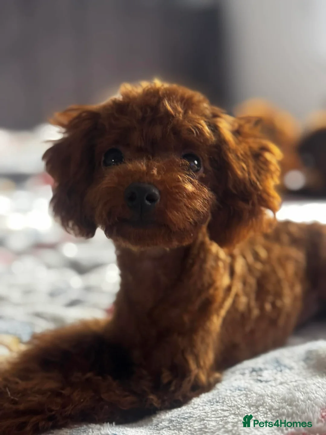 Toy Poodle dogs for sale: Beautiful Asian Toy Poodle - Advert 2