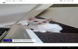 Domestic Shorthair cats for sale: 2 white kittens ready to move into their new homes - Image 16