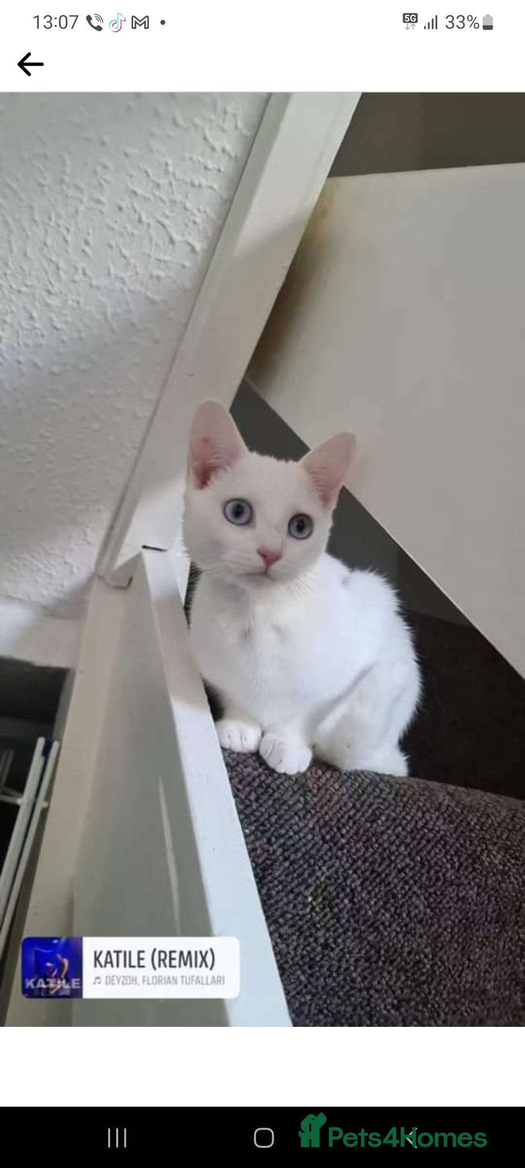 Domestic Shorthair cats for sale: 2 white kittens ready to move into their new homes - Image 16