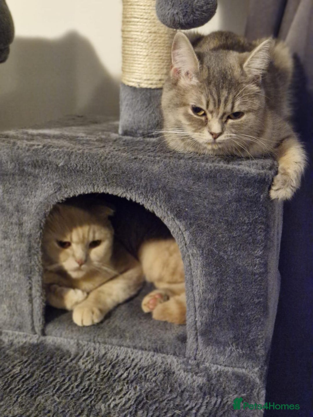 British Shorthair cats for sale: British Shorthair - Image 9