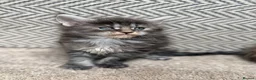 Maine Coon cats for sale: Beautiful Baby Maine Coon Kittens - Advert 19