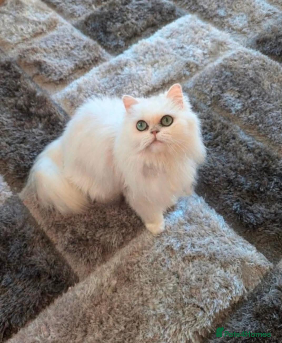 Persian cats Beautiful silver tipped Chinchilla Persian - Advert 1