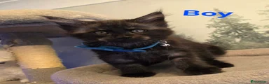 Maine Coon 1 boy 