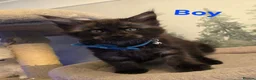 Maine Coon cats for sale: Amazing pure bread Maine Coons kittens  - Advert 10