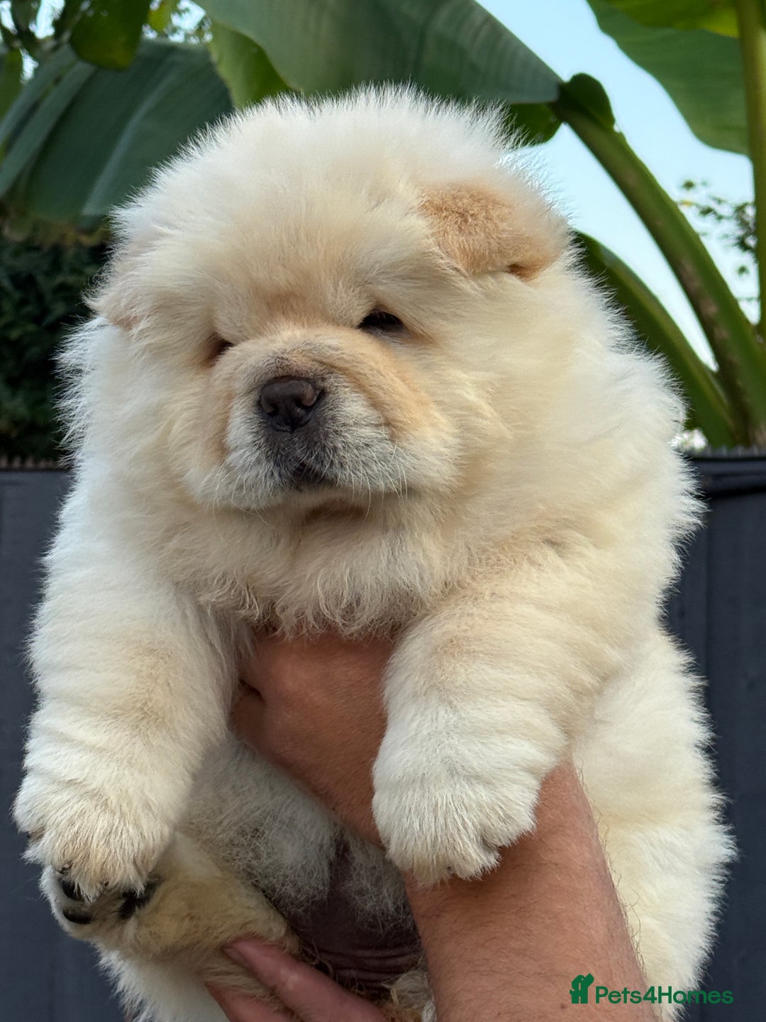 Chow Chow dogs for sale: 🧸🧸Beautiful litter of chow chow puppies🧸🧸 - Image 11
