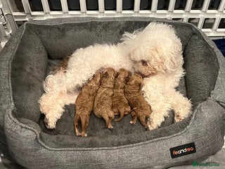 Toy Poodle dogs 4 stunning pure-bred Toy Poodle puppies - Advert 14