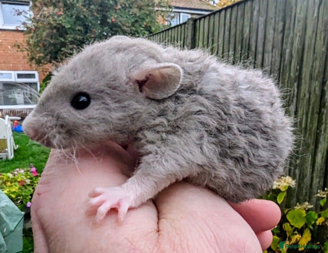 Rat rodents for sale: Fancy,Dumbo,Siamese & Rex ( NEW LITTERS AVAILABLE) - Advert 22