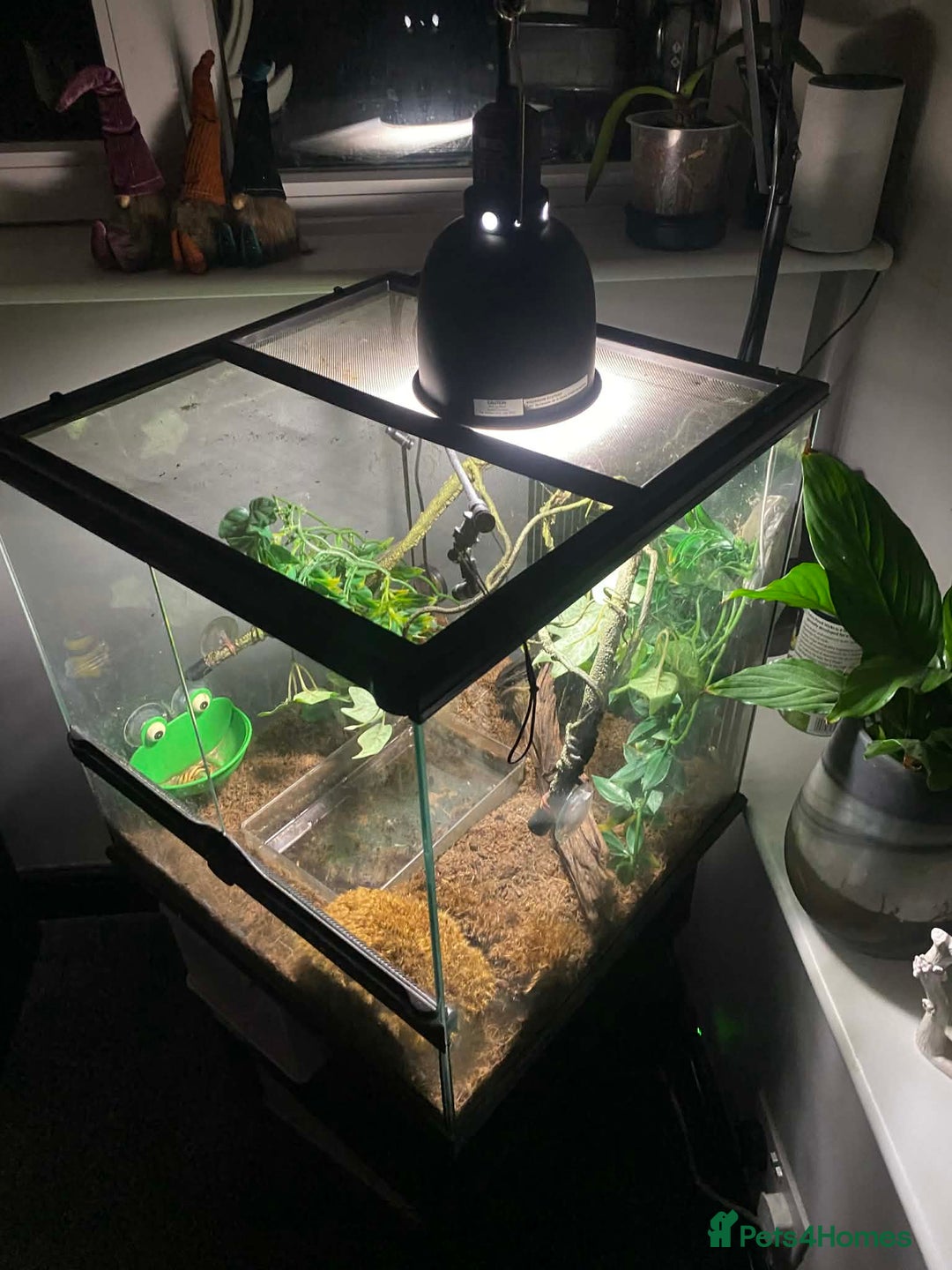 Mixed Breed invertebrates for sale: Two Tree Frogs & Everything Included - Advert 4