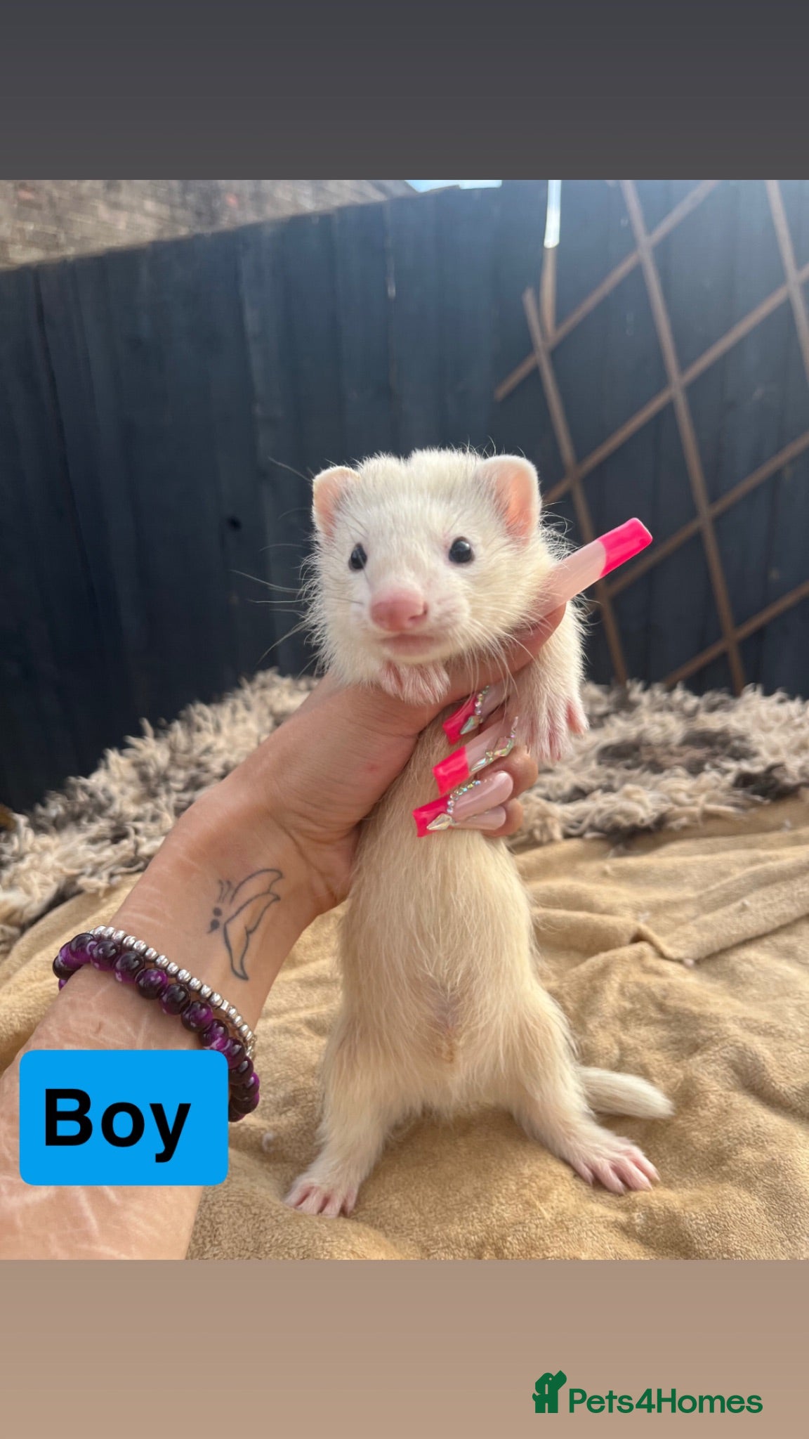 Ferret rodents part angora ferret  kits  - Advert 1