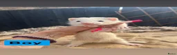 Ferret rodents for sale: part angora ferret  kits  - Advert 1