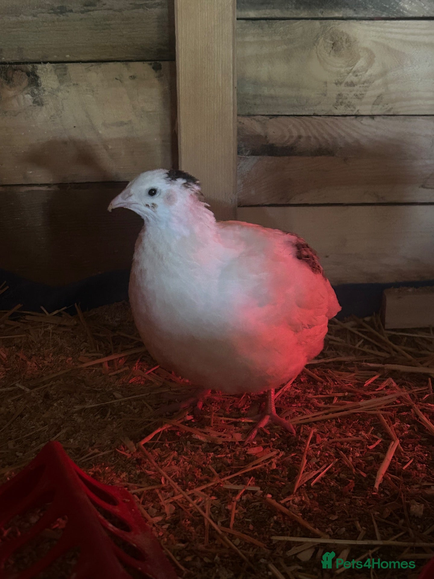 Quail poultry Female jumbo quail white  - Advert 2