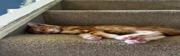 Domestic Shorthair cats for sale: Gorgeous litter - 2 ginger boys and 1 tabby girl  - Advert 5