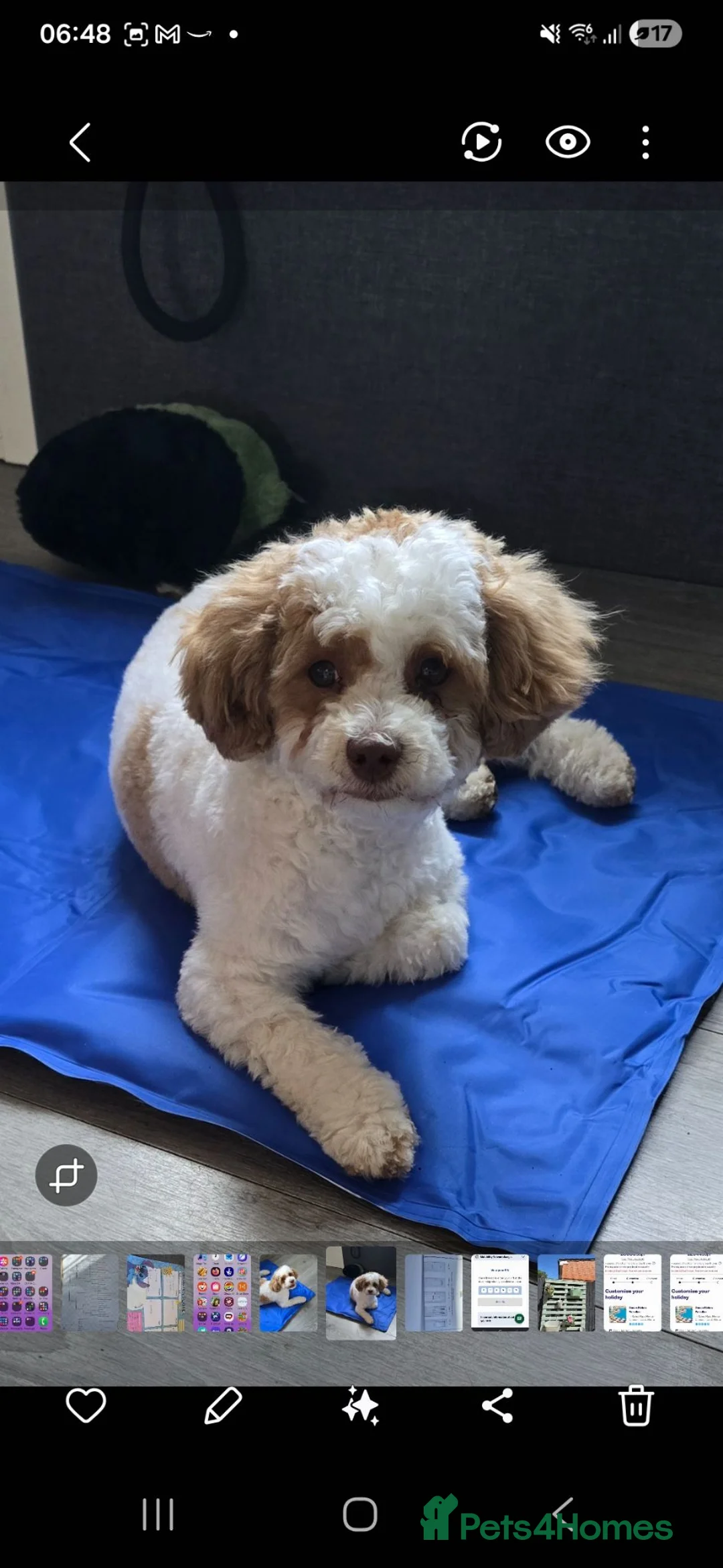 Poochon dogs for sale: 9 month old poochon - Advert 4