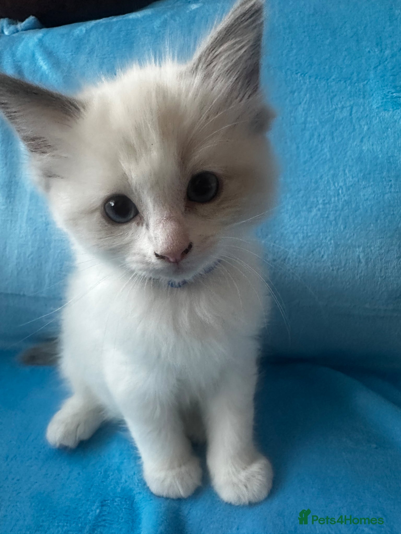 Ragdoll cats for sale: Beautiful Purebred Ragdoll Kittens - Advert 16